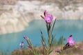 Pink wild flower in the mountains