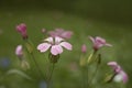 Pink wild flowers in a backyard Royalty Free Stock Photo