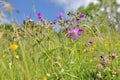 pink wild flowers blooming in alpine meadow Royalty Free Stock Photo