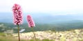 Pink wild flowers in Krkonose Giant Mountains in the Czech Republic, Bohemian Region. Snezne Jamy and glacial lakes Royalty Free Stock Photo