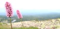 Pink wild flowers in Krkonose Giant Mountains in the Czech Republic, Bohemian Region. Snezne Jamy and glacial lakes in distance Royalty Free Stock Photo
