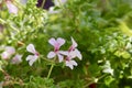 Pink wild flowers on a lush green background Royalty Free Stock Photo