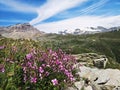Pink wild flowers in the mountains - alpine landscape  - Breuil-Cervinia, Italy Royalty Free Stock Photo
