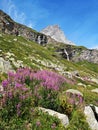 Pink wild flowers in the mountains - alpine landscape  - Monte Cervino - Matterhorn in  Breuil-Cervinia, Italy Royalty Free Stock Photo