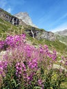 Pink wild flowers in the mountains - alpine landscape  - Monte Cervino - Matterhorn in  Breuil-Cervinia, Italy Royalty Free Stock Photo