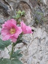 Pink wild flowers at Prodromos village