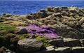 Pink wild flowers and rock cliff at Pacific Coast Royalty Free Stock Photo