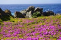 Pink wild flowers and rock cliff at Pacific Coast
