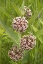 Pink wild flowers. Silkweed. Asclepias syriaca Royalty Free Stock Photo