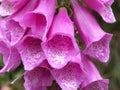 Pink wild foxgloves in close up