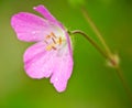 Pink Wild Geranium (Geranium maculatum) Royalty Free Stock Photo