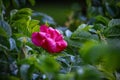 Pink wild hibiscus rose in green hedge leaves Royalty Free Stock Photo