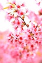 Pink Wild Himalayan Cherry blooming in thailand