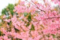 Pink Wild Himalayan Cherry blooming in thailand