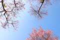 Pink wild himalayan cherry blossom tree