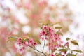 Pink Wild Himalayan cherry blossoms blooming on branches Royalty Free Stock Photo