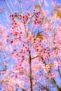 Pink Wild Himalayan Cherry flowers blooming