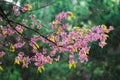 Pink wild himalayan cherry Royalty Free Stock Photo