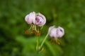 Pink wild lily