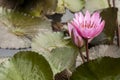 Pink wild lotus  Nelumbo in bloom. Indonesia, Papua New Guinea Royalty Free Stock Photo