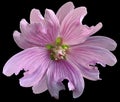 Pink wild mallow flower on the black isolated background with clipping path. Closeup. Element of design.