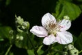 Pink wild rose with beautiful petals