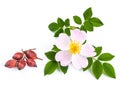 pink wild rose, dogrose flowers with leafs and dried berries. white background