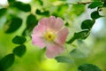 Pink wild rose flower with bokeh green leaf background Royalty Free Stock Photo