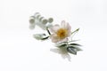 Pink wild rose flower with green petals, laid on a white table and behind it transparent small balls through which light passes Royalty Free Stock Photo