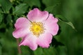 Pink wild rose flower closeup selective focus Royalty Free Stock Photo