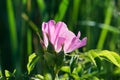 Pink wild rose flower closeup selective focus Royalty Free Stock Photo