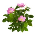 Pink wild rose flowers, buds and leaves isolated Royalty Free Stock Photo