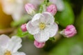 pink wild rose flowers in spring warm day. Beautiful nature scene with blooming tree and sun flare. Spring flowers. Springtime Royalty Free Stock Photo