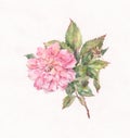 Pink wild rose hand painted watercolor on white