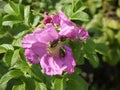 Pink wild rose with Japanese beetles