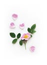 Pink Wild Rose, petals and leaves isolated on a white canvas, Background with Real Shadow. Garden Flowers in frame. Royalty Free Stock Photo