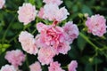 Pink wild roses Royalty Free Stock Photo