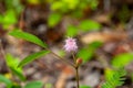 Pink wild single tropical flower of the Sensitive Plants Mimosa pudica Royalty Free Stock Photo