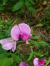 Pink Wild Sweetpeas Royalty Free Stock Photo