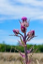 A stem of pink wildflowers are isolated in an image of a pasture Royalty Free Stock Photo