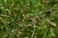 tiny pink flowers in summer field