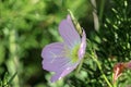 Pink wildflower, Mexican evening Primrose, Oenorthera speciosa Royalty Free Stock Photo