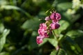 Pink wildflower in morning dew closeup with lush green leaves in sunbeams, contrast, macro. Wild flower background