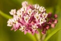 Pink wildflower in the spring Royalty Free Stock Photo