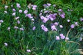 pink wildflowers on dark green grass