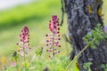 Pink WildFlowers Royalty Free Stock Photo