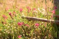 Pink wildflowers field with a rusty iron bar in the background Royalty Free Stock Photo