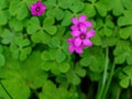 Pink wildflowers front of the green leafes