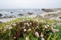 Pink wildflowers grow near the coastline of the Pacific Ocean in California along the Pacific Coast Highway. Overcast day Royalty Free Stock Photo