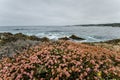 Pink wildflowers grow near the coastline of the Pacific Ocean in California along the Pacific Coast Highway. Overcast day Royalty Free Stock Photo